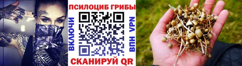 Купить где  Кимры  Псилоцибиновые грибы прущие грибы 